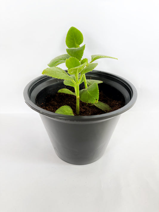 Mexican Mint | Panikoorka / Indian borage (Karpooravalli, Ajwain, Omavalli)