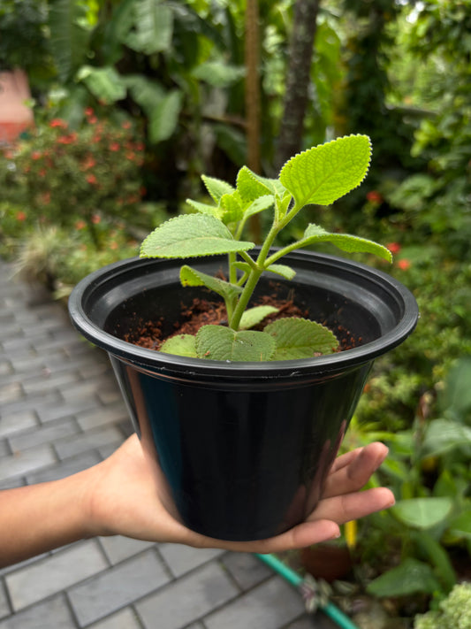 Mexican Mint | Panikoorka / Indian borage (Karpooravalli, Ajwain, Omavalli)